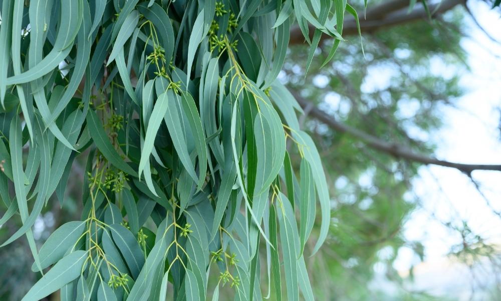 Natural therapy Ravenshoe